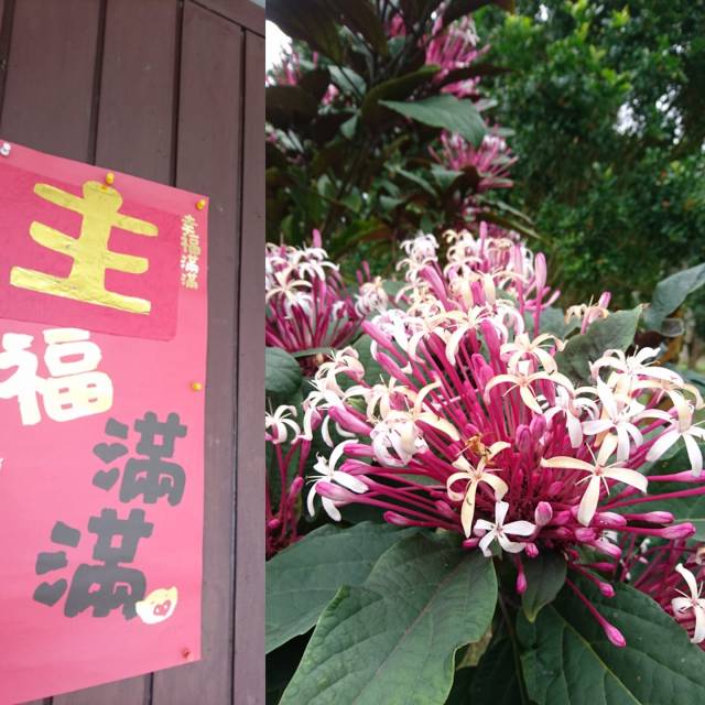 51185565_2251292781808636_8725505891828236288_o